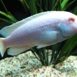 labidochromis_sp_albino_01